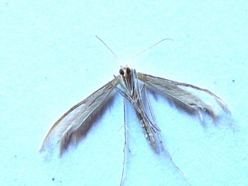 Réf. 282 881 : Merrifieldia sp.